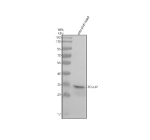 Western blot analysis of Tollip protein using Tollip antibody and zebrafish head tissue lysate. The predicted molecular weight of Tollip is 30 kDa.