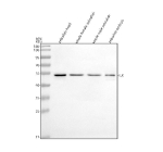 Western blot analysis of Integrin-linked kinase protein using Integrin-linked kinase antibody and 1) zebrafish head 2) whole female zebrafish, 3) whole male zebrafish and 4) zebrafish embryo tissue lysate. Expected molecular weight: 51-59 kDa.