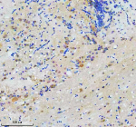 Immunohistochemical analysis of Cct7 protein using Zebrafish Cct7 antibody and paraffin-embedded zebrafish brain tissue. HIER: boil tissue sections in pH8 EDTA for 20 min and allow to cool before testing