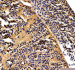 IHC staining of FFPE zebrafish heart tissue with Zebrafish Mat2a antibody. HIER: boil tissue sections in pH8 EDTA for 20 min and allow to cool before testing.