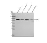Western blot analysis of Mat2aa/b protein using Zebrafish Mat2a antibody and 1) zebrafish head, 2) whole female zebrafish, 3) whole male zebrafish and 4) zebrafish embryo tissue lysate. Expected molecular weight ~44 kDa.