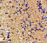 IHC staining of FFPE zebrafish brain tissue with Zebrafish Mat2a antibody. HIER: boil tissue sections in pH8 EDTA for 20 min and allow to cool before testing.