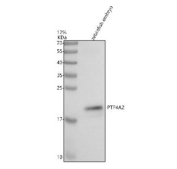 Western blot analysis of Ptp4a2 protein using Zebrafish Ptp4a2 antibody and zebrafish embryo tissue lysate. The predicted molecular weight of Ptp4a2 is ~19 kDa.