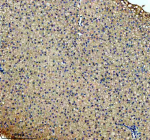 IHC staining of FFPE zebrafish liver tissue with Zebrafish Cbs antibody. HIER: boil tissue sections in pH8 EDTA for 20 min and allow to cool before testing.