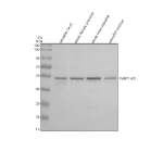 Western blot analysis of Tead1a/b protein using Zebrafish Tead1 antibody and 1) zebrafish head, 2) whole female zebrafish, 3) whole male zebrafish and 4) zebrafish embryo tissue lysate. Predicted molecular weight ~48 kDa.
