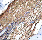 Immunohistochemical analysis of Hrasa/b protein using Zebrafish Hras antibody and paraffin-embedded zebrafish spinal cord tissue. HIER: boil tissue sections in pH8 EDTA for 20 min and allow to cool before testing.