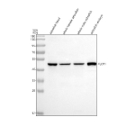 Western blot analysis of Flotillin/FLOT1a protein using Zebrafish Flotillin antibody and 1) zebrafish head, 2) whole female zebrafish, 3) whole male zebrafish and 4) zebrafish embryo tissue lysate. Predicted molecular weight ~47 kDa.