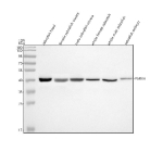 Western blot analysis of Alpha Parvin/Actopaxin/PARVA protein using Zebrafish Parvin alpha antibody and 1) zebrafish head, 2) female zebrafish viscera, 3) male zebrafish viscera, 4) whole female zebrafish, 5) whole male zebrafish and 6) zebrafish embryo tissue lysate. Predicted molecular weight ~42 kDa.
