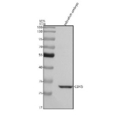 Western blot analysis of Cdk5 protein using Cdk5 antibody and zebrafish embryo tissue lysate. The predicted molecular weight of Cdk5 is ~33 kDa.