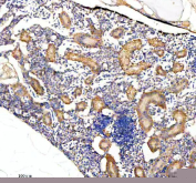 IHC staining of FFPE zebrafish kidney tissue with Zebrafish CrkL antibody. HIER: boil tissue sections in pH8 EDTA for 20 min and allow to cool before testing.