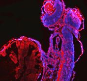 Immunofluorescent staining of FFPE zebrafish embryo tissue with Zebrafish CrkL antibody (red) and DAPI nuclear stain (blue). HIER: steam section in pH8 EDTA buffer for 20 min.
