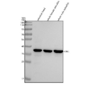 Western blot analysis of CrkL protein using CrkL antibody and 1) zebrafish head, 2) whole female zebrafish and 3) whole male zebrafish tissue lysate. Expected molecular weight: 34~39 kDa.