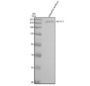 Western blot analysis of MYH10 protein using Myosin 10 antibody and zebrafish embryo tissue lysate. The predicted molecular weight of Myosin 10 is ~229 kDa.
