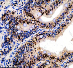 Immunohistochemical analysis of Luc7-like protein 3 using Zebrafish Luc7l3 antibody and paraffin-embedded zebrafish colon tissue. HIER: boil tissue sections in pH8 EDTA for 20 min and allow to cool before testing.