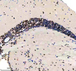 Immunohistochemical analysis of Luc7-like protein 3 using Zebrafish Luc7l3 antibody and paraffin-embedded zebrafish brain tissue. HIER: boil tissue sections in pH8 EDTA for 20 min and allow to cool before testing.