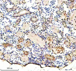 Immunohistochemical analysis of Luc7-like protein 3 using Zebrafish Luc7l3 antibody and paraffin-embedded zebrafish kidney tissue. HIER: boil tissue sections in pH8 EDTA for 20 min and allow to cool before testing.