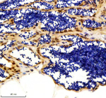 Immunohistochemical analysis of Luc7-like protein 3 using Zebrafish Luc7l3 antibody and paraffin-embedded zebrafish testis tissue. HIER: boil tissue sections in pH8 EDTA for 20 min and allow to cool before testing.
