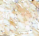 Immunohistochemical analysis of Luc7-like protein 3 using Zebrafish Luc7l3 antibody and paraffin-embedded zebrafish muscle tissue. HIER: boil tissue sections in pH8 EDTA for 20 min and allow to cool before testing.