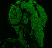Immunofluorescent staining of FFPE zebrafish embryo tissue with Zebrafish Luc7l3 antibody (green). HIER: steam section in pH8 EDTA buffer for 20 min.