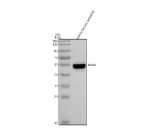 Western blot analysis of Ddx6 protein using Zebrafish Ddx6 antibody and whole female zebrafish tissue lysate. The predicted molecular weight of Ddx6 is ~54 kDa.