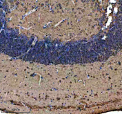 IHC staining of FFPE zebrafish brain tissue with Zebrafish Atp5mc antibody. HIER: boil tissue sections in pH8 EDTA for 20 min and allow to cool before testing.