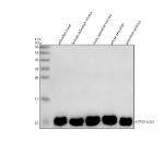 Western blot analysis of Atp5mc1/2/3 protein using Zebrafish Atp5mc antibody and and 1) zebrafish head, 2) female zebrafish viscera, 3) male zebrafish viscera, 4) whole zebrafish and 5) zebrafish embryo tissue lysate. Predicted molecular weight ~10 kDa.