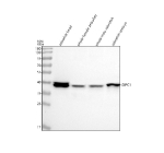 Western blot analysis of Gipc1 protein using Gipc1 antibody and 1) zebrafish head, 2) whole female zebrafish, 3) whole male zebrafish and 4) zebrafish embryo tissue lysate. Predicted molecular weight ~36 kDa.