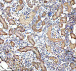 IHC staining of FFPE zebrafish kidney tissue with Zebrafish Gipc1 antibody. HIER: boil tissue sections in pH8 EDTA for 20 min and allow to cool before testing.