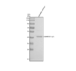 Western blot analysis of SMARCB1a/b protein using Zebrafish Smarcb1 antibody and zebrafish embryo tissue lysate. The predicted molecular weight of SMARCB1a/b is ~43 kDa.
