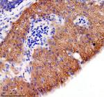 Immunohistochemical analysis of GPHNa/b protein using Zebrafish Gephyrin antibody and paraffin-embedded zebrafish pancreas tissue. HIER: boil tissue sections in pH8 EDTA for 20 min and allow to cool before testing.