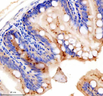 Immunohistochemical analysis of GPHNa/b protein using Zebrafish Gephyrin antibody and paraffin-embedded zebrafish colon tissue. HIER: boil tissue sections in pH8 EDTA for 20 min and allow to cool before testing.