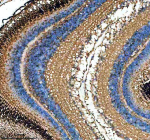 IHC staining of FFPE zebrafish eye tissue with Zebrafish Opa1 antibody. HIER: boil tissue sections in pH8 EDTA for 20 min and allow to cool before testing.