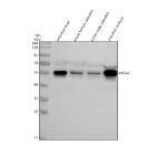 Western blot analysis of Nova1 protein using Zebrafish Nova1 antibody and 1) zebrafish head, 2) whole female zebrafish, 3) whole male zebrafish and 4) zebrafish embryo tissue lysate. Predicted molecular weight ~52 kDa.