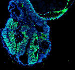 Immunofluorescent staining of FFPE zebrafish embryo tissue with Zebrafish Nova1 antibody (green) and DAPI nuclear stain (blue). HIER: steam section in pH8 EDTA buffer for 20 min.