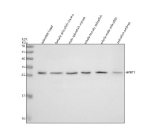 Western blot analysis of HPRT1 protein using Zebrafish Hypoxanthine phosphoribosyltransferase antibody and 1) zebrafish head, 2) female zebrafish viscera, 3) male zebrafish viscera, 4) whole female zebrafish, 5) whole male zebrafish and 6) zebrafish embryo tissue lysate. Predicted molecular weight ~25 kDa.