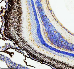 IHC staining of FFPE zebrafish retina tissue with Zebrafish Hsc70 antibody, HRP secondary and DAB substrate. HIER: boil tissue sections in pH8 EDTA for 20 min and allow to cool before testing.