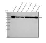 Western blot analysis of Hsc70/HSPA8 protein using Hsc70/HSPA8 antibody and 1) zebrafish head, 2) female zebrafish viscera, 3) male zebrafish viscera, 4) whole female zebrafish, 5) whole male zebrafish and 6) zebrafish embryo tissue lysate. Predicted molecular weight ~71 kDa.