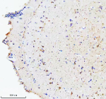 IHC staining of FFPE zebrafish brain tissue with Zebrafish Hsc70 antibody, HRP secondary and DAB substrate. HIER: boil tissue sections in pH8 EDTA for 20 min and allow to cool before testing.