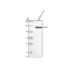 Western blot analysis of Mcm2 protein using Mcm2 antibody and zebrafish embryo tissue lysate. The predicted molecular weight of MCM2 is ~102 kDa, commonly observed at 100-130 kDa (human similarity).