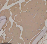 IHC staining of FFPE zebrafish skeletal muscle tissue with Zebrafish Actba antibody. HIER: boil tissue sections in pH8 EDTA for 20 min and allow to cool before testing.