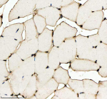 IHC staining of FFPE zebrafish muscle tissue with Zebrafish H2ax antibody, HRP secondary and DAB substrate. HIER: boil tissue sections in pH8 EDTA for 20 min and allow to cool before testing.