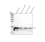 Western blot analysis of Histone H2A.X/H2AFX protein using Zebrafish H2ax antibody and 1) zebrafish head, 2) whole female zebrafish, 3) whole male zebrafish and 4) zebrafish embryo tissue lysate. Predicted molecular weight ~15 kDa.