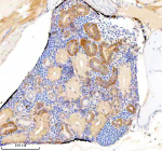 IHC staining of FFPE zebrafish kidney tissue with Zebrafish Eif3a antibody, HRP secondary and DAB substrate. HIER: boil tissue sections in pH8 EDTA for 20 min and allow to cool before testing.