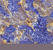 IHC staining of FFPE zebrafish testis tissue with Zebrafish Eif3a antibody, HRP secondary and DAB substrate. HIER: boil tissue sections in pH8 EDTA for 20 min and allow to cool before testing.