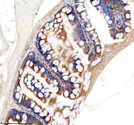 IHC staining of FFPE zebrafish colon tissue with Zebrafish Eif3a antibody, HRP secondary and DAB substrate. HIER: boil tissue sections in pH8 EDTA for 20 min and allow to cool before testing.