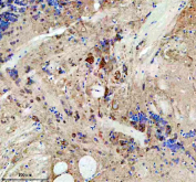 IHC staining of FFPE zebrafish brain tissue with Zebrafish Eif3a antibody, HRP secondary and DAB substrate. HIER: boil tissue sections in pH8 EDTA for 20 min and allow to cool before testing.