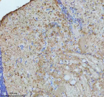 IHC staining of FFPE zebrafish brain tissue with Zebrafish Gnaq antibody, HRP secondary and DAB substrate. HIER: boil tissue sections in pH8 EDTA for 20 min and allow to cool before testing.