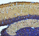 IHC staining of FFPE zebrafish brain tissue with Zebrafish Atp6v1b2 antibody, HRP secondary and DAB substrate. HIER: boil tissue sections in pH8 EDTA for 20 min and allow to cool before testing.