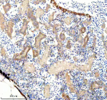 Immunohistochemical analysis of FHL2a/b protein using Zebrafish Fhl2 antibody, HRP secondary and DAB substrate with paraffin-embedded zebrafish kidney tissue. HIER: boil tissue sections in pH8 EDTA for 20 min and allow to cool before testing.