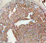 Immunohistochemical analysis of FHL2a/b protein using Zebrafish Fhl2 antibody, HRP secondary and DAB substrate with paraffin-embedded zebrafish heart tissue. HIER: boil tissue sections in pH8 EDTA for 20 min and allow to cool before testing.